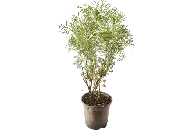 BIO Herbe de coca 2pc pièce